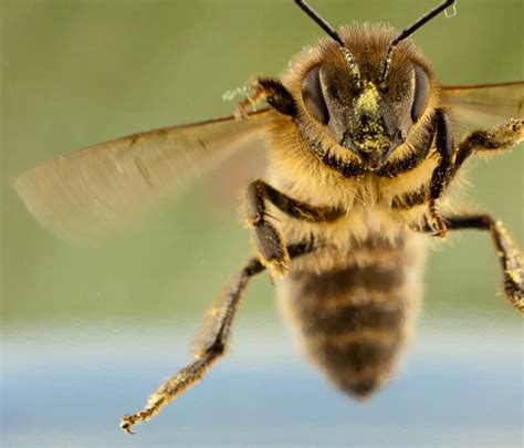 Bee